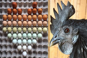 Eggs As Colorful Works Of Art: Sunshine Mesa Farm - Hobby Farms
