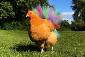 Chickens In Tutus: A New Barnyard Fashion Trend - Hobby Farms