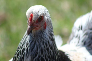 Brahma Chicken Breed Profile, Characteristics
