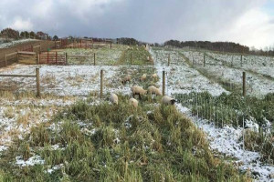 Go Ahead & Graze Your Livestock On Winter Pasture - Hobby Farms
