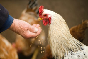 How Much Should I Feed My Chickens? — Chickens in a Minute Video - Backyard  Poultry