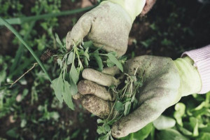 Important Considerations When Buying Gardening Gloves - Hobby Farms