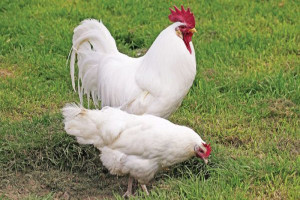 7 Best Chicken Breeds for the Aspiring Chicken Farmer - The Hen