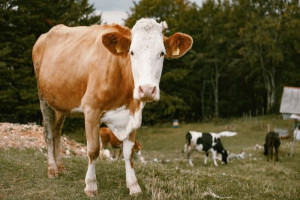 Why you should have a Cow on X: cute cow in flower garden photography   / X