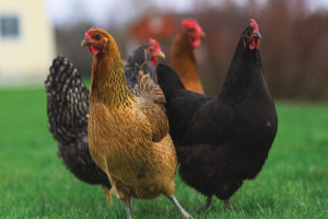 Main native Italian chicken breeds. Reproduced with permission from