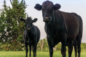 Before The Freezer: Selecting the Best Calf with Beef in Mind