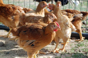 The Top 18 Chicken Breeds for Your Backyard Flock ~ Homestead and