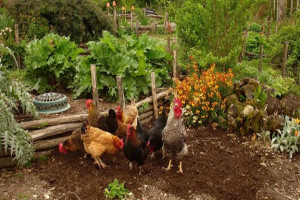Planting In Preparation For Free Range Chickens - The Permaculture Research  Institute