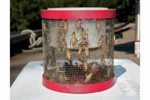 How to Raise Crickets for Chicken Snacks - Hobby Farms