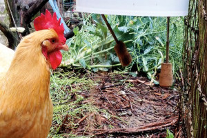 How To Build A Vermin-Proof Chicken Feeder - Hobby Farms