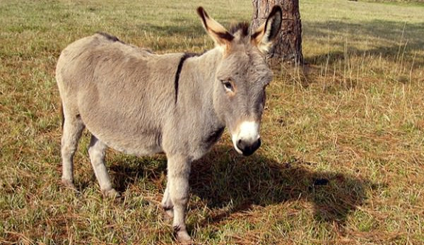 Miniature Donkeys - Hobby Farms