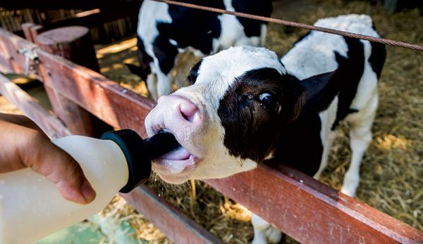 How to Successfully Raise Bottle Calves - Hobby Farms