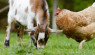 Livestock Health Monitoring: Know Vital Signs