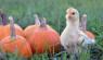 Pumpkins for Chickens: 4 Ways Your Birds Can Benefit