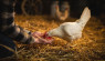 What Can Chickens Eat: Holiday Leftovers