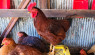 Rhode Island Red: Chicken Breed Profile