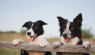 7 Herding Dog Breeds For Your Farm