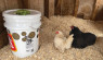 How to Keep Chickens Cool With a DIY Swamp Cooler