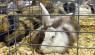 The Harlequin Rabbit: Breed Profile
