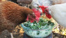 14 Homemade Treats for Chickens For A Happy, Healthy Flock