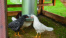 Are Chickens Warm-Blooded? Know the Importance