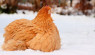 Chicken Boredom Busters for Winter