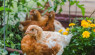 Can Chickens Eat Cilantro? Gardening for Your Flock