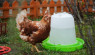 Chicken Water: What Kind of Water Should Chickens Drink