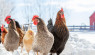 Chickens in Winter: How to Prepare Your Coop