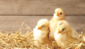 Raising Chickens for Beginners: 15 Tips