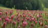 Crimson Clover Cover Crop: Plant in Fall to Protect Soil