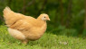 25 Facts About Chickens You May Not Know