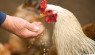 What Do Chickens Eat? How to Raise a Healthy Flock