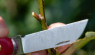 Grafting Fruit Trees by Budding: Pros & Cons