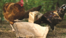 How Healthy Chickens Equal Good Egg Production