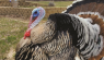 Raising Turkeys: What You Need to Know