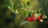 Are Christmas Plants Toxic To Chickens?