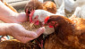 Natural Poultry Supplements for Stronger Birds