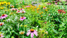 Using Rain Gardens & Bioswales to Manage Rainwater