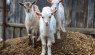 Raising Goats: A Comprehensive Guide to Their Care