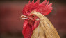 Rooster Crowing: Why They Crow & 4 Reasons They Don’t