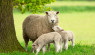 A Sheep Breeding Season Checklist: 10 Steps for Success