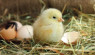 Do Chickens Have Belly Buttons? Chick Navel Health