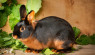 Tan Rabbits: Breed Characteristics