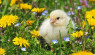 6 Treats for Baby Chicks to Enjoy