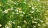 German and Roman Chamomile Differences