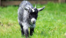 Small Farms: 15 Livestock Breeds to Consider