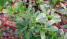 Purslane Can Be Grown In Your Garden