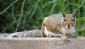 Squirrel Deterrents for Your Garden