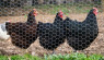 Chicken Fence: What Keeps Chickens In & Predators Out